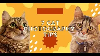 7 Cat Photography Tips
