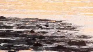 Edredone - Somateria mollissima