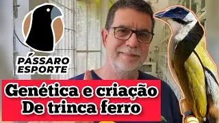TRINCA FERRO - CRIAÇÃO E GENÉTICA com OSCAR do BURITI