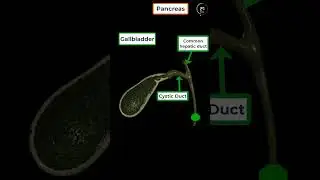 Gall bladder and Pancreas in 1 min