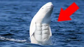 Top 5 ABNORMALLY STRONG Animals In The World
