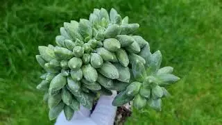 Pachyphytum Compactum