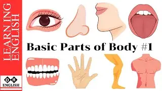 Parts of the Body | Basic Body Vocabulary | Learn english with pictures