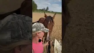 STARTING MY STUD COLT UNDER SADDLE #barrelracing #horseriding  #barrelracer #coltstarting