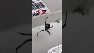 Black widow spider in Toms River, NJ