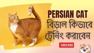 🐱 পার্শিয়ান বিড়াল ৭ দিনে ট্রেনিং! 🔥 পার্শিয়ান বিড়ালের স্মার্ট ট্রিকস