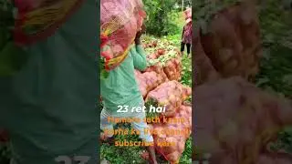 #viralvideo #youtubeshorts #farming #vlog #india #indore #vegetables #support #supplier #apmcmarket