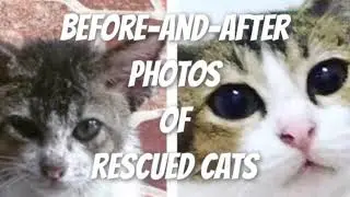 Rescue Cat : Before and After Photos of Rescued Cat |Transformasi Wajah Kucing yang Direscue