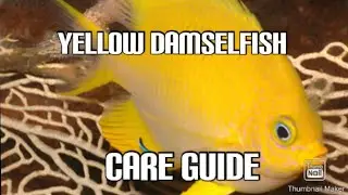 Yellow damselfish care