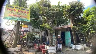 Báo giá cây Vú Sữa đẹp tại Vựa Kiểng Duy Nhất, Hóc Môn
