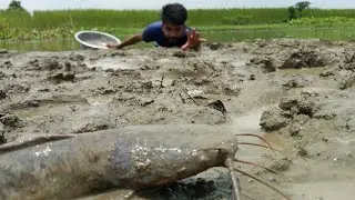 Best Hand Fishing 2022 ✅✅| Big Catfish Hunting From Mud Water | Catching By Hand Catfish (Part-2)
