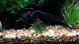 Endlers fry