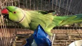 Beautiful Green Parrots Sitting Side by Side 💚✨ | Perfect Parrot Trio Shot