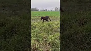 Bear the Chocolate Cocker Spaniel dips his paws in the water on our fun countryside walk #cocker