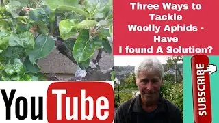 Three methods to tackle Woolly Aphids - Have I found A Solution? Pear Tree| Pear Midge| Re-grafting