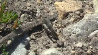 Red winged Grasshoppers Oedipoda germanica, Swiss Alps
