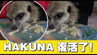 HAKUNA 复活了！它终于肯吃东西了