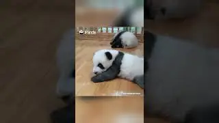 Are Pandas Liquid? Panda&rsquo;s Action Makes The Answer Clear | iPanda #shorts