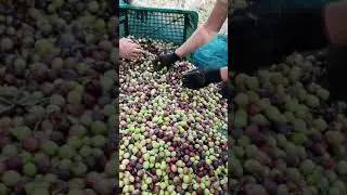 Hand Picking Olives🫒 for Olive Oil | Croatia🇭🇷 #dalmatia #shorts #oliveoil #olive #hrvatska #croatia
