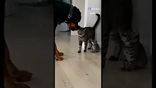 я тебе вот что скажу  #mem #tiktok #humor #story #joke #music #animals #littlecat #cat #dog #shorts