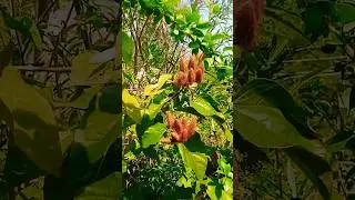 anyone know this #sinduram kayalu