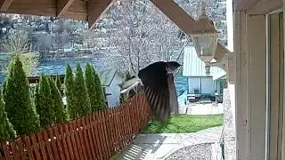 Morning visitor