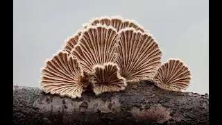 Schizophyllum commune.