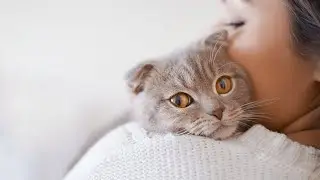 How To Check A Cat’s Pulse