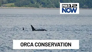 ODFW releases orca management draft for Oregon Coast, waterways