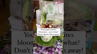 After your&nbsp;paperwhites bloom, you can either treat them as annuals or attempt to get them to rebloom