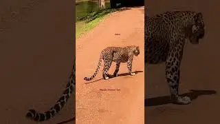 Wilpattu National Park #leopards #sri Lanka Wildlife #The unique features of Natural Lakes