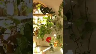 Indoor Plants For Living Room Corner | Kanishka Hi-Tech Nursery | Greater Noida