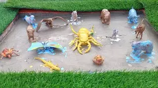 Animal Color Transformation: Washing Off in Water
