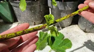 Feige mit Hagelschaden Ficus carica Steckling Kopulation via Gegenzungen 1. Mai Figue