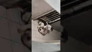 Super Cat Fight