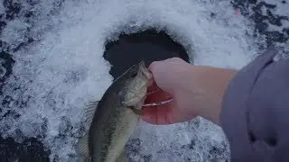 Multi Species Ice Fishing (First BASS)