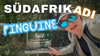 Südafrika Tag #017 Pinguine in Kapstadt?! Was es damit auf sich hat - Adi Vlog #144