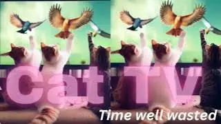 Cat TV: The Ultimate Solution for Bored Cats Everywhere!