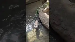 Chinese alligator vocalizations #animals #zoo #bringingthezootoyou #shorts