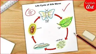 Life Cycle of Silk Worm Diagram Drawing / science project poster chart easy