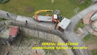 Izvlačenje - Prebacivanje tigrova  (iz Zoo vrta u Jagodini)