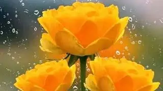 hello friends kayse ho jaldi se live me ao baate karte hai 👍❤️🙏