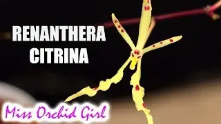 The small Renanthera Orchid who could! - Renanthera citrina