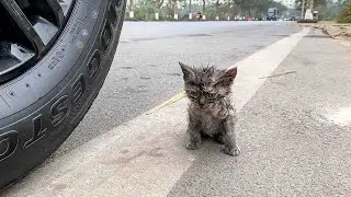 stray kitten stopped my car and asked to be taken home, many people passed by but no one helped her
