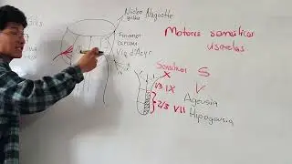 N&uacute;cleos, cerebro, cerebelo, puente, bulbo - AYUDANTIA 