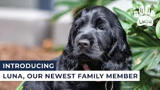 Introducing Luna, the English Cocker Spaniel | Varsity College Australia