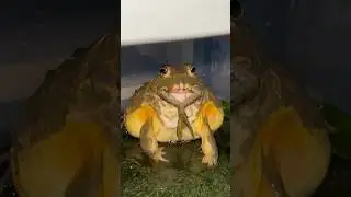BULLFROG RAKUS 🐸🔥 #bullfrog #feeding #exoticpets #angahnosaurus #shorts