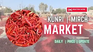 29_11_2025 #saturday ( KUNRI MIRCH MARKET) #todayprice #update good demand 👌👍🏻HYBRID LONGI RICH STAR