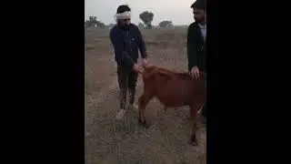 Animal rescue by animal ngo team - 1457#trending #youtubeshorts #viralshort #cow