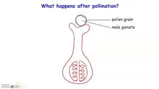 Sexual Reproduction in Plants